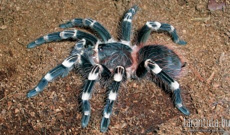 Acanthoscurria geniculata madárpók fajismertető